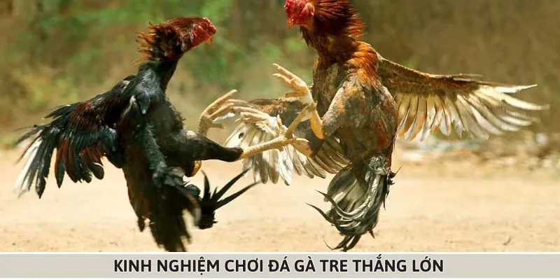 Kinh nghiệm chơi đá gà tre từ các chuyên gia tại F8BET 