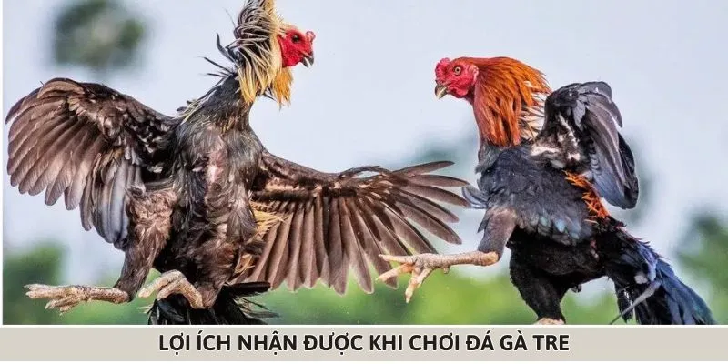 Một số lợi ích nổi bật mà bạn nhận được khi chơi đá gà tre 